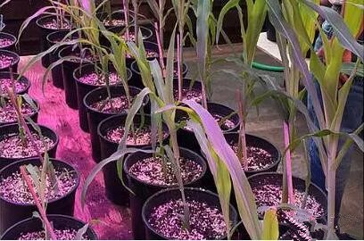 利用LED培育的玉米有何優勢？美國農業部研究得